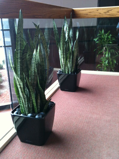 Interior planters in commercial building